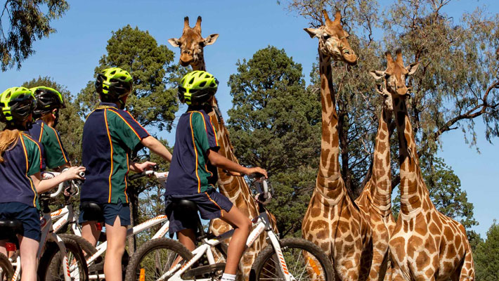 Students bike-riding around the Zoo observing Giraffe