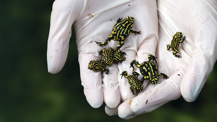 Corroboree Frogs