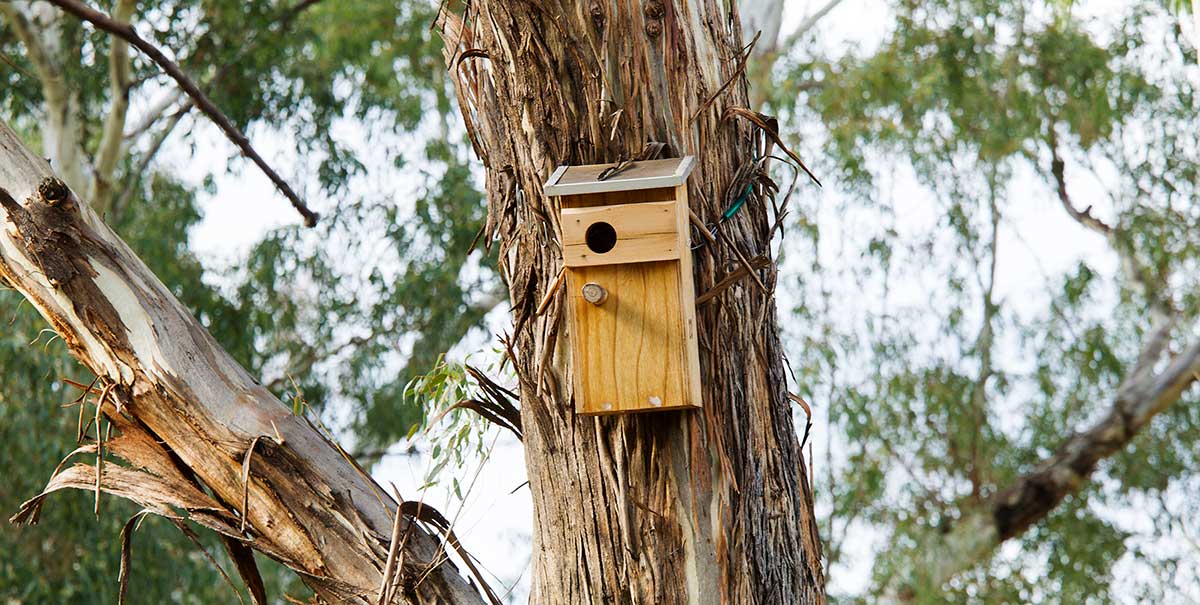 Hollows as Homes