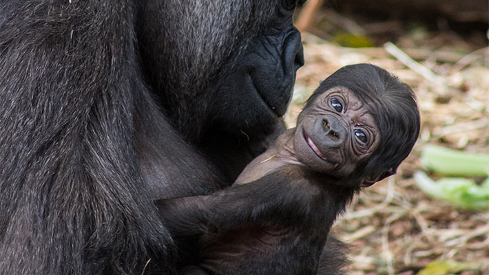 Gorilla