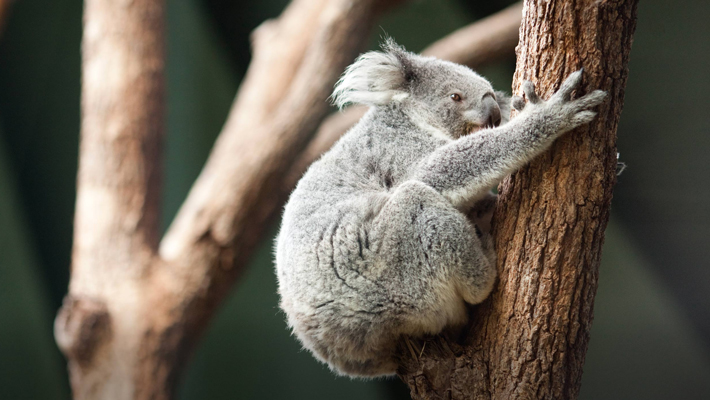 Koala