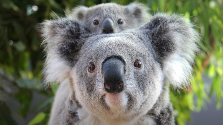 Koala joey, Wattle, rides on mother Willow's back at Koala Encounters.