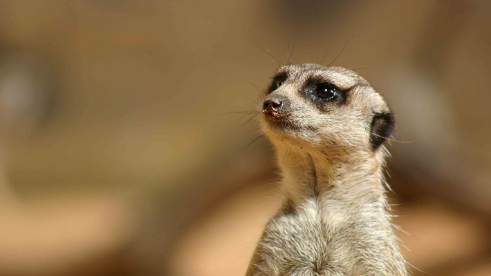 Meerkat.