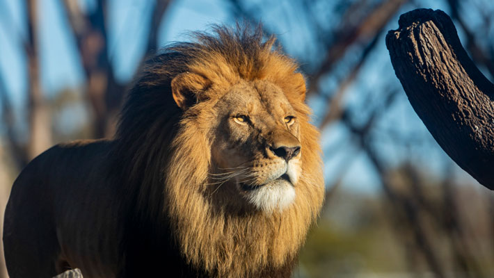 African Lion at Taronga Western Plains Zoo Dubbo. Photo: Rick Stevens