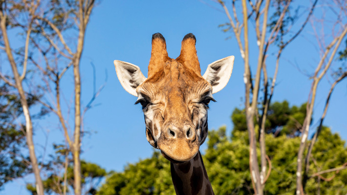 Giraffe at Taronga Zoo Sydney. Photo: Rick Stevens