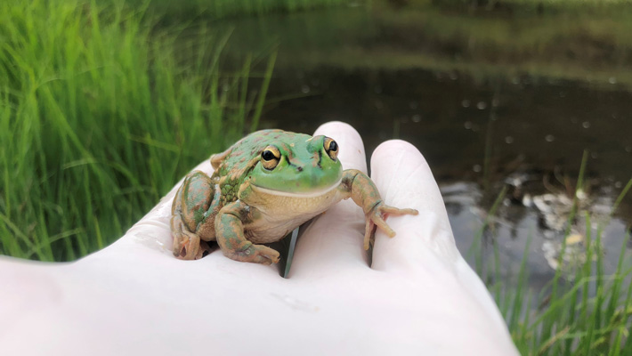 Yellow-spotted Bell Frog. Photo: Michael McFadden