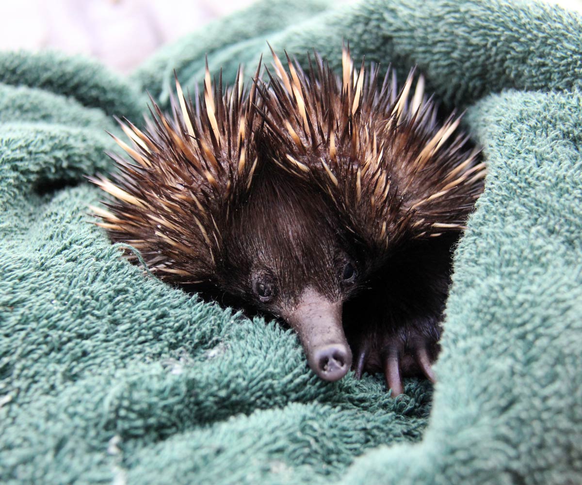 Echidna at the Taronga Wildlife Hospital.