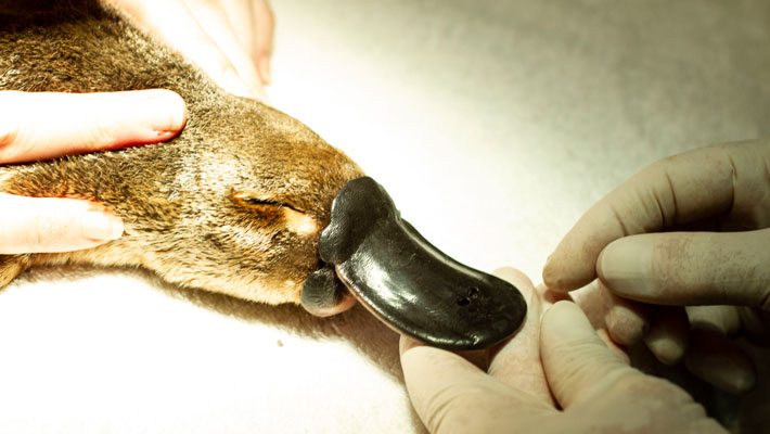 Platypus being treated at Taronga Zoo Sydney at the Taronga Wildlife Hospital.