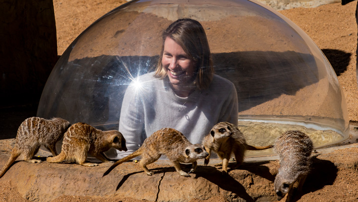 Meerkats at Taronga Western Plains Zoo Dubbo.