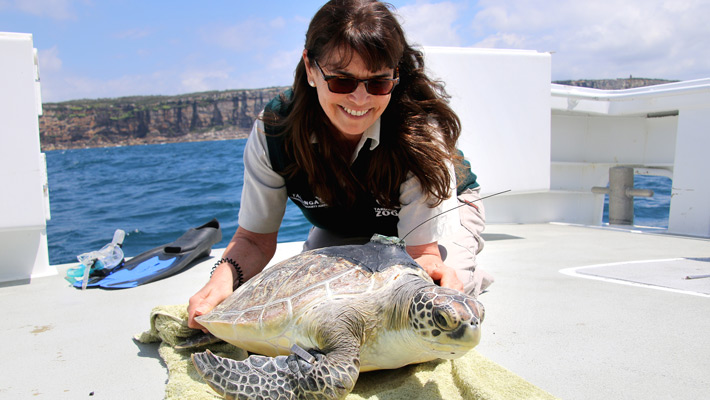 Green Sea Turtle release with Veterinarian Libby Hall. Photo: Paul Fahy