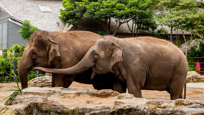Asian Elephants. Photo: Rick Stevens