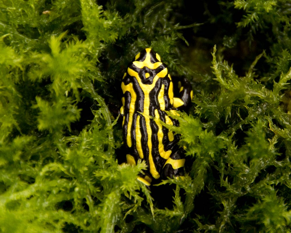 Southern Corroboree Frog