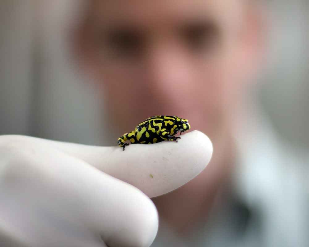 Reptile Keeper Michael McFadden with a Southern Corroboree Frog