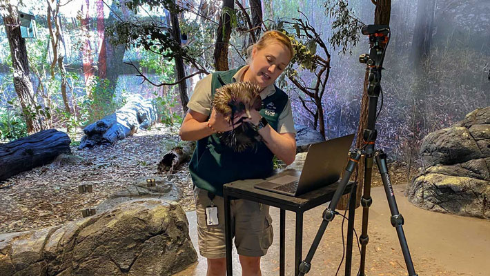 Taronga Educator hosting a Virtual Zoo Lesson with an echidna.