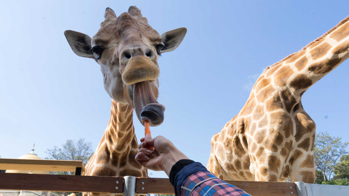 Giraffe feed at Taronga Zoo Sydney.