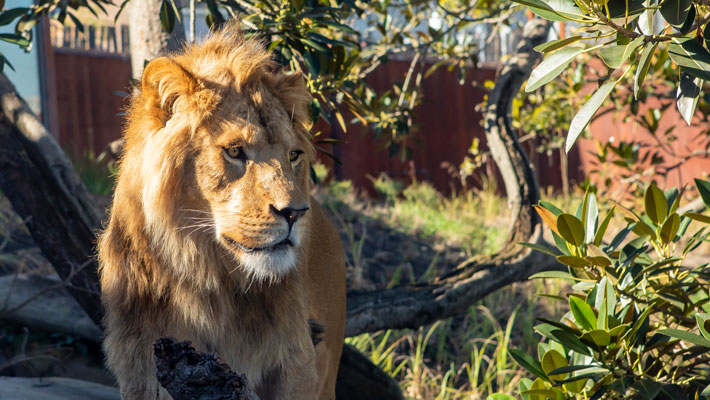 African Lion at the African Savannah at Taronga Zoo Sydney.