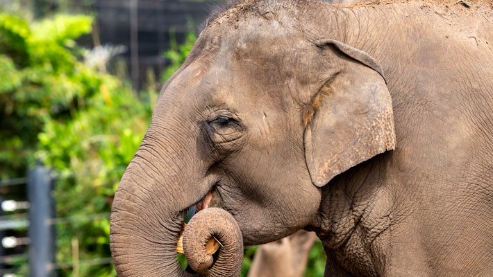 Asian Elephant