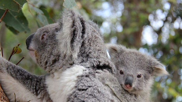 Koala with joey.