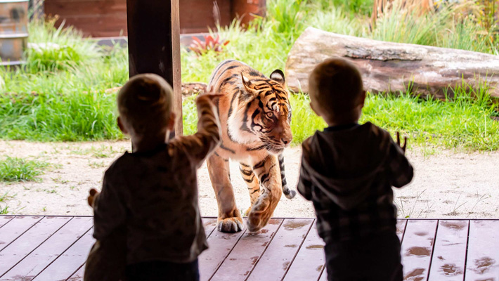 Kids up close to a Sumatran Tiger.