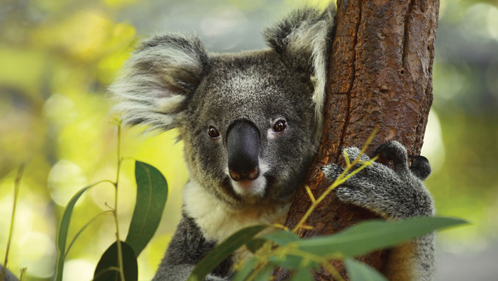 Koala.