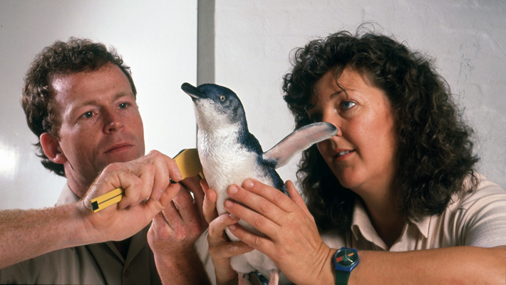 Taronga Veterinarians treat an Australian Little Penguin.