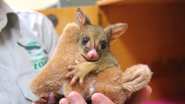 Taronga Veterinarian holds an orphaned Brushtail Possum Joey.