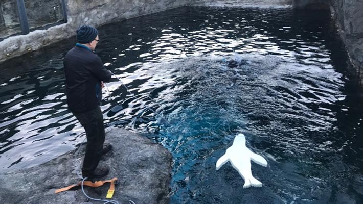 Testing seal decoys in a shark deterrent device study at Taronga. Photo credit: Laura Ryan, Macquarie University