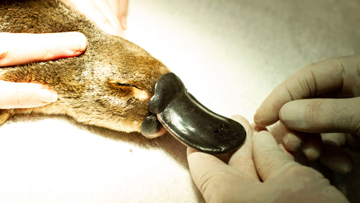 Platypus receiving a health check at the Taronga Wildlife Hospital.