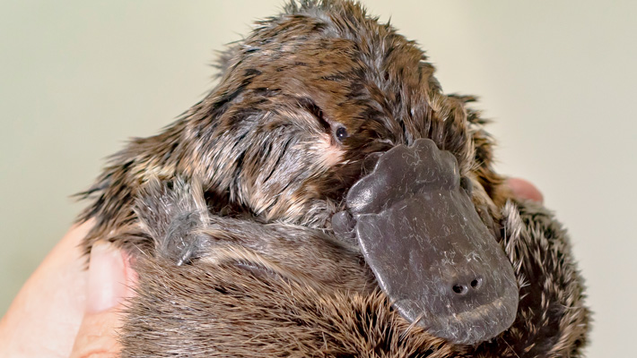 Rescue Platypus in care at the Taronga Wildlife Hospital. Photo: Rick Stevens