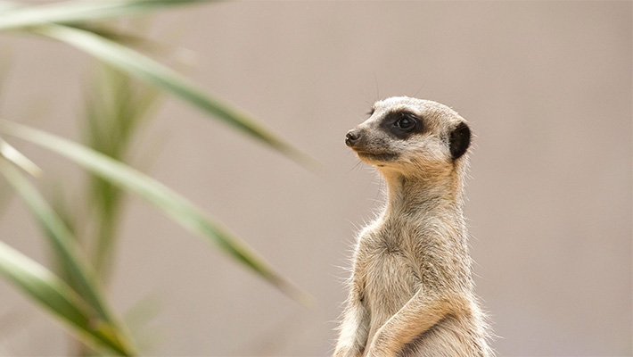Meerkat