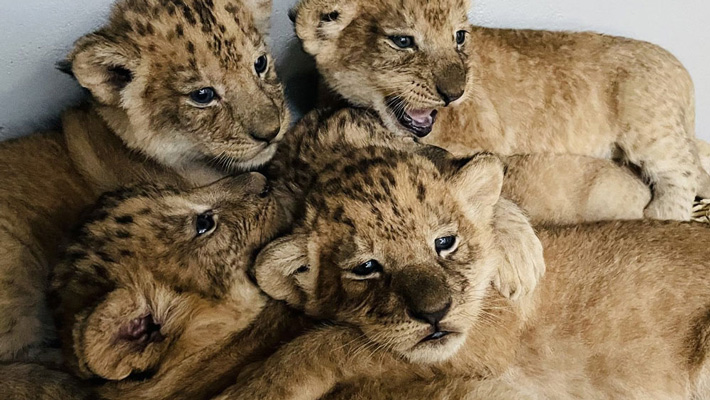 Lion cubs.