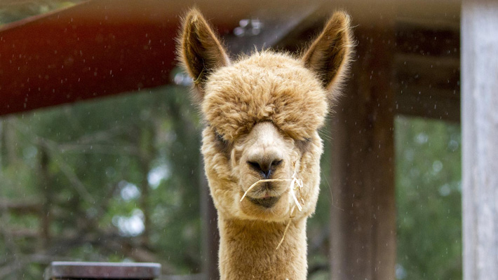 Alpaca.