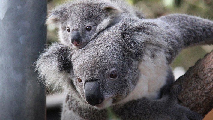 Koala with joey.