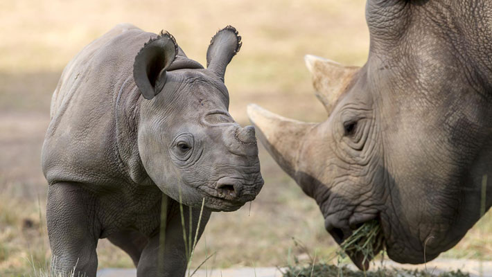 Black Rhino calf with mother.