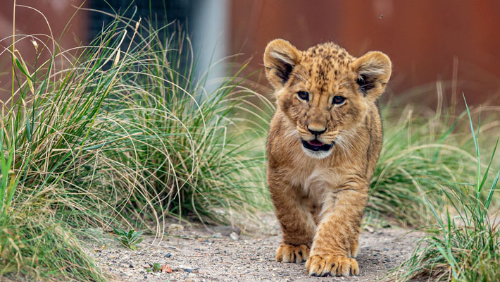 Lion cub.