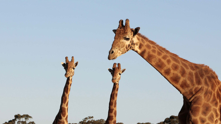 Giraffe herd