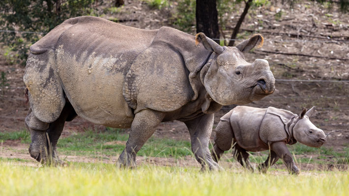 Greater One-horned Rhino Calf