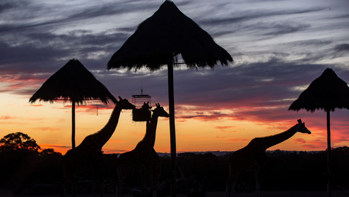 Sunset of Giraffes 