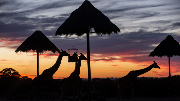 Sunset of Giraffes