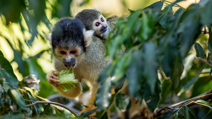 Bolivian Squirrel Monkey
