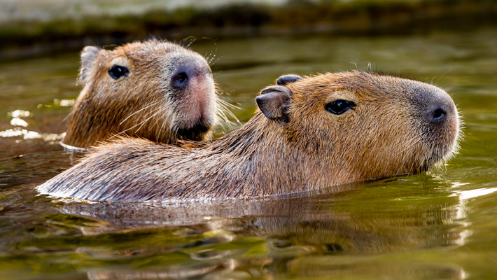 Capybaras swimming