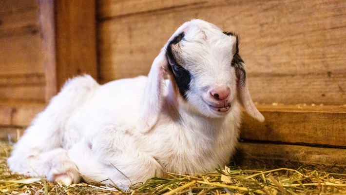Baby goat at Taronga Zoo Sydney