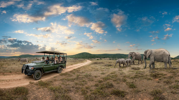 Safari in South Africa