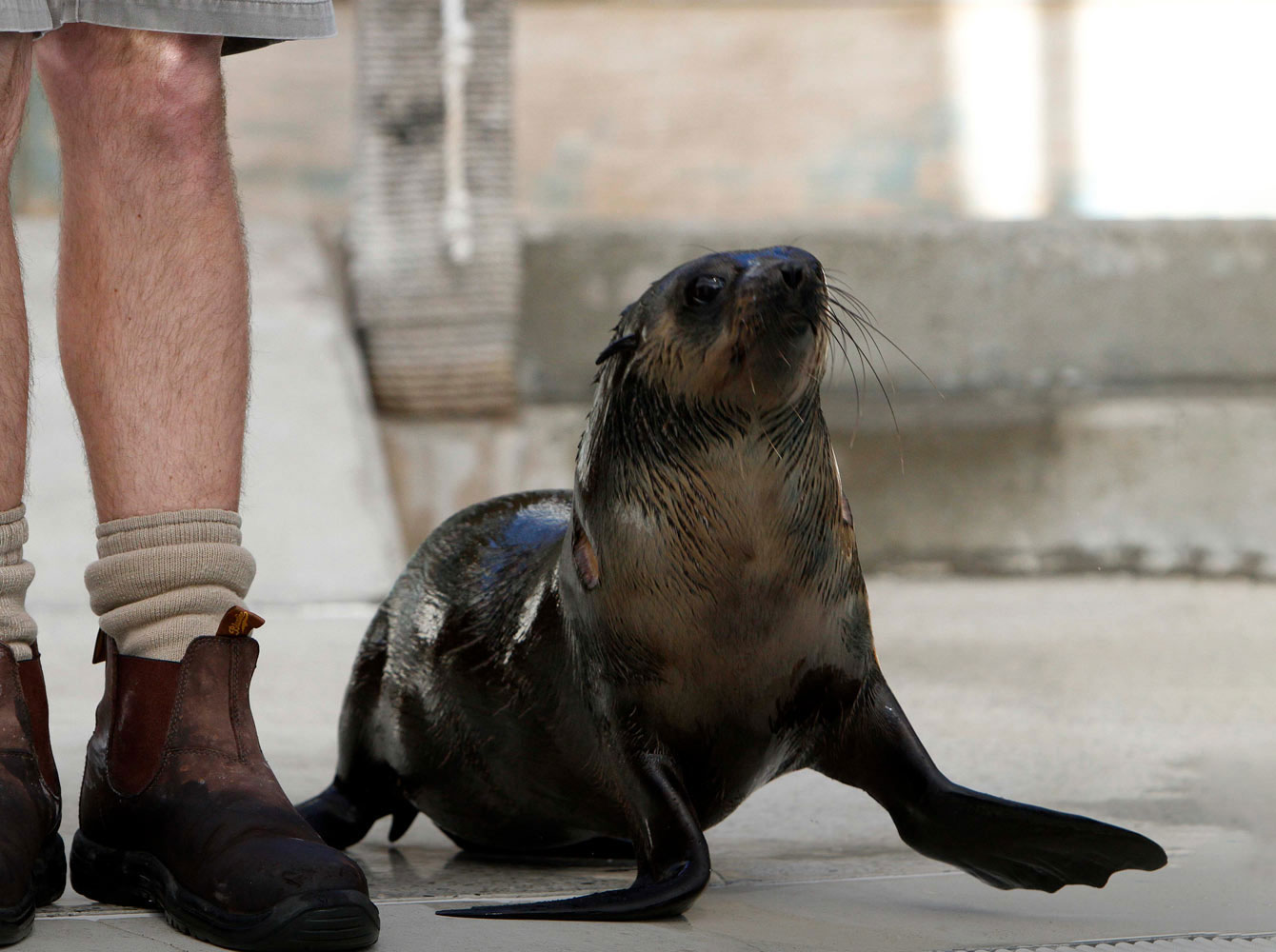 Work experience at Taronga Zoo Sydney