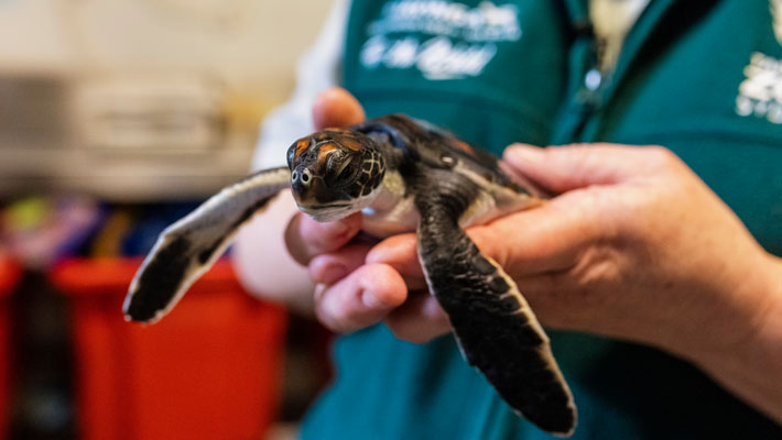 Turtle Hatchling in care at Taronga's Wildlife Hospital