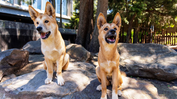 Dingo Pups at Taronga Zoo Sydney