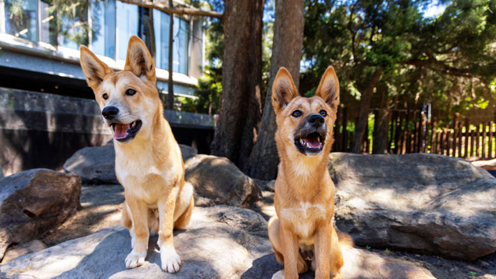 Dingo Encounter with Warada and Kep Kep