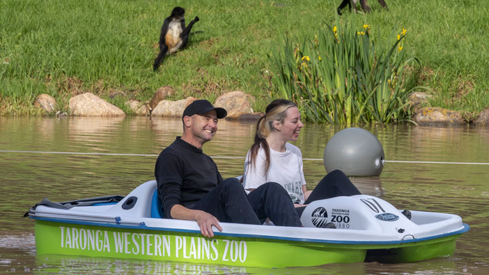 Pedal Boats at Taronga Western Plains Zoo