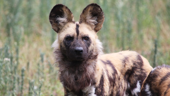 African Wild Dog
