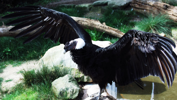 Andean Condor. Photo: Dilan Armstrong